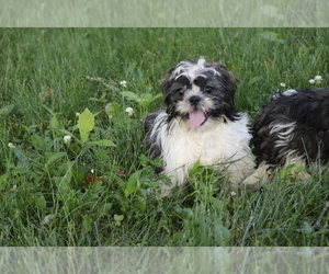 Shih Tzu Puppy for sale in SHILOH, OH, USA