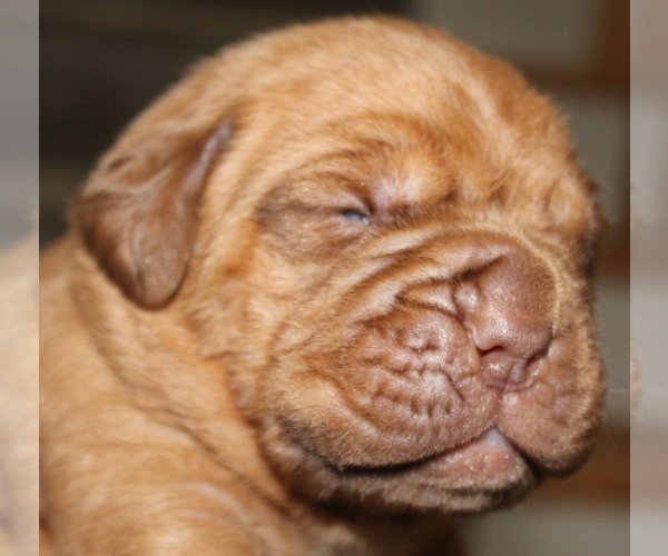Medium Photo #6 Dogue de Bordeaux Puppy For Sale in ATTLEBORO, MA, USA