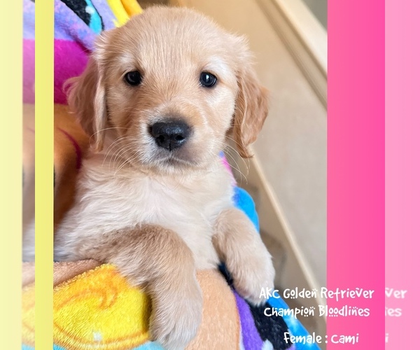 Medium Photo #1 Golden Retriever Puppy For Sale in SUGAR LAND, TX, USA