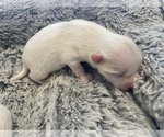 Small Photo #5 Pomeranian Puppy For Sale in OZARK, MO, USA