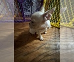 Small #8 French Bulldog