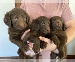 Labradoodle Puppy for sale in YELLOW SPRINGS, OH, USA