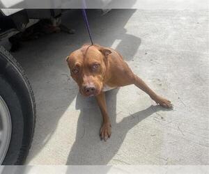 American Pit Bull Terrier Dogs for adoption in Houston, TX, USA