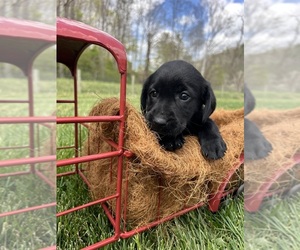 Labrador Retriever Puppy for sale in NEOLA, WV, USA