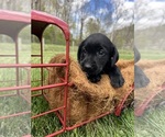 Image preview for Ad Listing. Nickname: AKC Labs