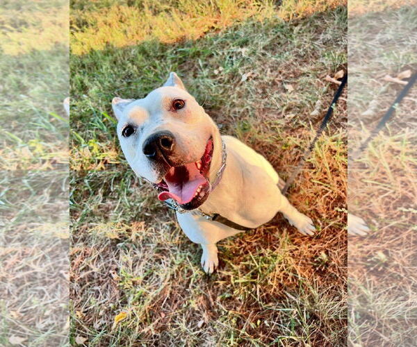 Medium Photo #5 American Pit Bull Terrier-Unknown Mix Puppy For Sale in Germantown, OH, USA