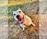 Small #4 American Pit Bull Terrier Mix