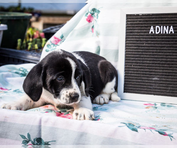 Medium Photo #3 Australian Cattle Dog-Basset Hound Mix Puppy For Sale in WAKARUSA, IN, USA