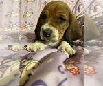 Puppy 4 Basset Hound