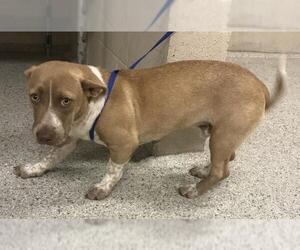 Cardigan Welsh Corgi-Unknown Mix Dogs for adoption in Conroe, TX, USA