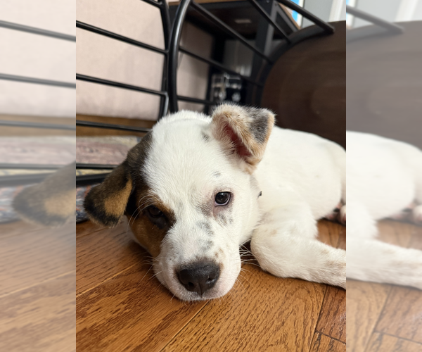 Medium Photo #1 Mutt Puppy For Sale in Candler, NC, USA