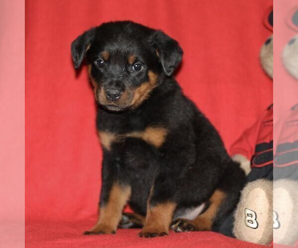 Medium Photo #1 Rottweiler Puppy For Sale in ATGLEN, PA, USA