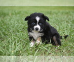 Small #6 Miniature Australian Shepherd