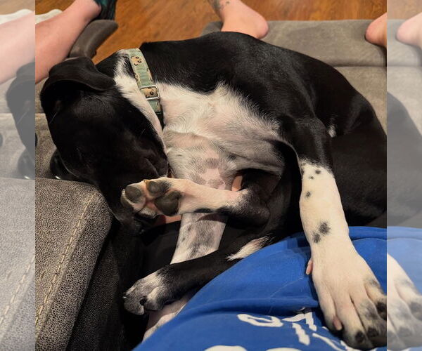 Medium Photo #10 German Shorthaired Pointer-Unknown Mix Puppy For Sale in Overland Park, KS, USA