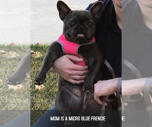 Mother of the French Bulldog puppies born on 07/27/2019