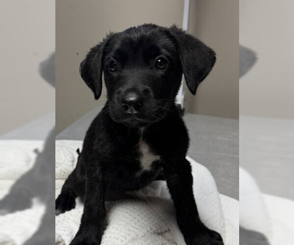 Medium Photo #1 Labrador Retriever-Unknown Mix Puppy For Sale in Redlands, CA, USA