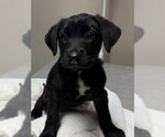 RAVEN- PENDING ADOPTION - Female Labrador Retriever-Unknown Mix Dog for Adoption - Small photo