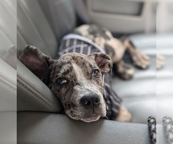 Medium Photo #4 Catahoula Leopard Dog-Unknown Mix Puppy For Sale in Brooklyn Center, MN, USA