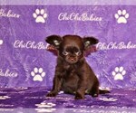 Puppy Wilford Chihuahua