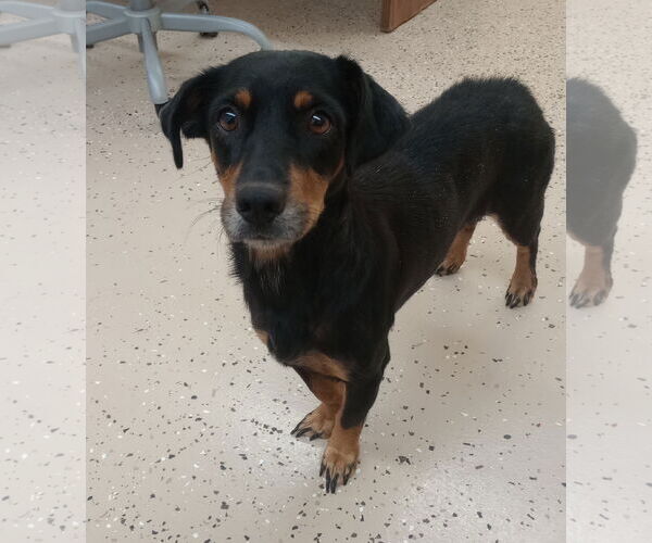 Medium Photo #4 Dachshund-Unknown Mix Puppy For Sale in York, SC, USA