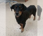 Small #3 Dachshund Mix