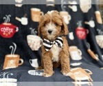 Small #6 Cavapoo (Miniature)