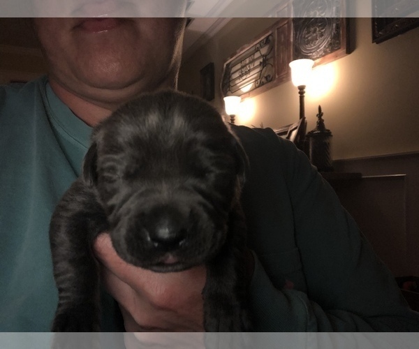 Medium Photo #11 Cane Corso Puppy For Sale in MOBILE, AL, USA
