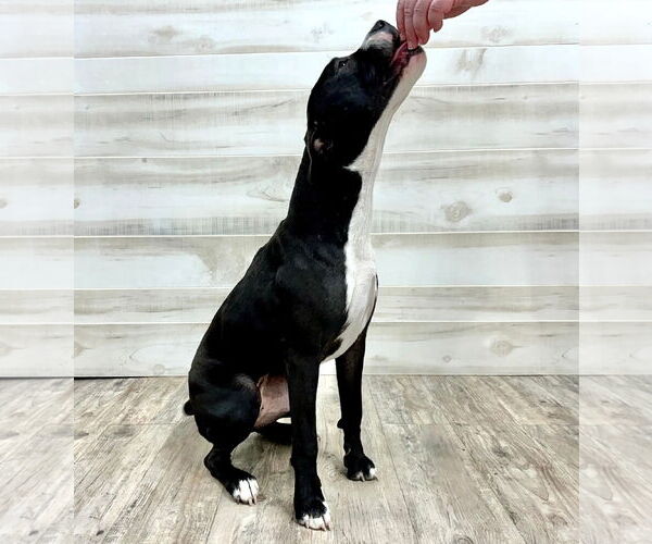 Medium Photo #16 Mutt Puppy For Sale in Murfreesboro, NC, USA