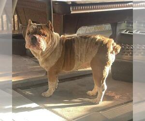 Bulldog-Unknown Mix Dogs for adoption in San Antonio, TX, USA
