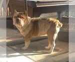 Small Bulldog Mix