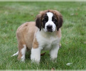 Saint Bernard Puppy for sale in FREDERICKSBG, OH, USA