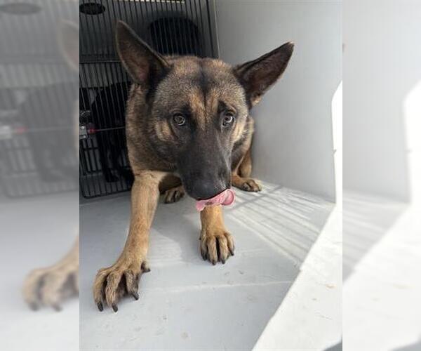 Medium Photo #1 German Shepherd Dog-Holland Shepherd Mix Puppy For Sale in Houston, TX, USA