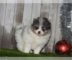 Pomeranian Puppy for sale in VIRGINIA BEACH, VA, USA