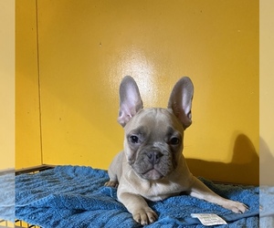 French Bulldog Puppy for sale in VIDALIA, GA, USA