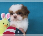 Puppy Puppy 3  Ruby Shih Tzu