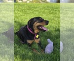 Small #2 Rottweiler Mix