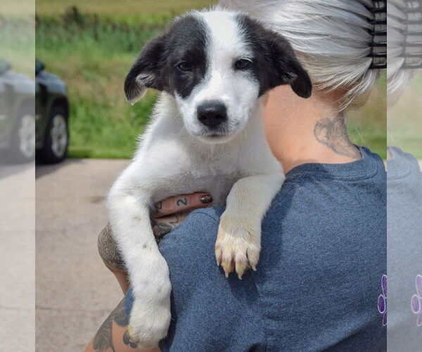 Medium Photo #6 Border Collie-Unknown Mix Puppy For Sale in Huntley, IL, USA