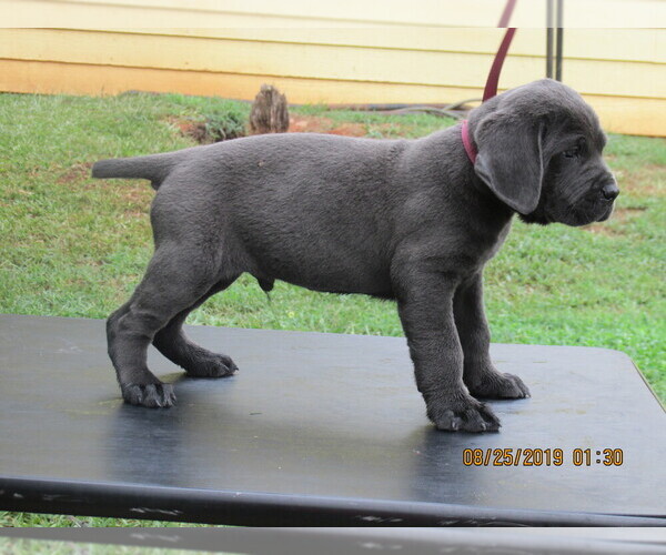 Medium Photo #2 Cane Corso Puppy For Sale in NEWNAN, GA, USA