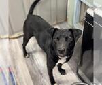 Small #1 Labrador Retriever Mix