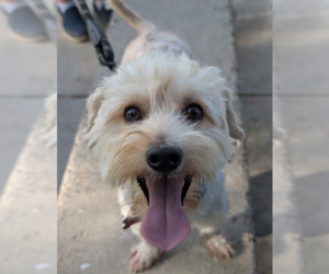 Maltipoo (Miniature) Dogs for adoption in San Diego, CA, USA