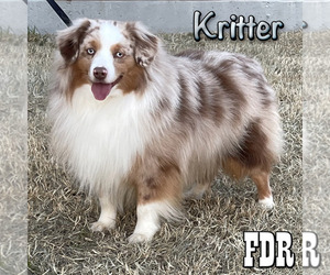 Father of the Miniature Australian Shepherd puppies born on 02/02/2025
