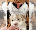 Puppy Gabriel Shih Tzu