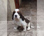 Small #3 English Springer Spaniel