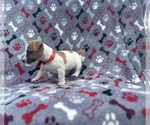 Small #6 Jack Russell Terrier