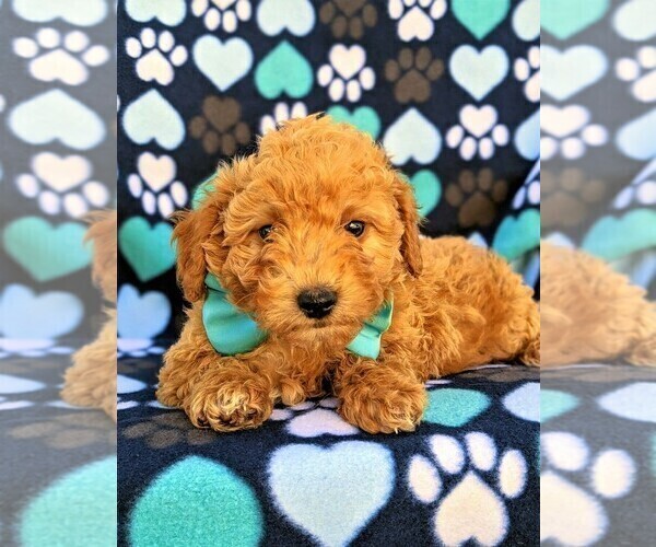 Medium Photo #5 Goldendoodle Puppy For Sale in LEOLA, PA, USA