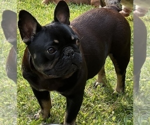 Mother of the French Bulldog puppies born on 07/19/2023