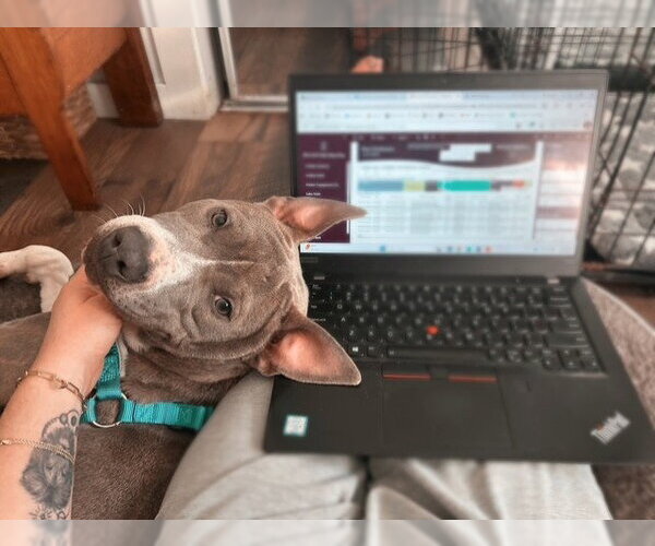 Medium Photo #5 Mutt Puppy For Sale in Cape May, NJ, USA