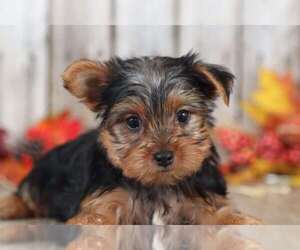 Yorkshire Terrier Puppy for sale in MOUNT VERNON, OH, USA