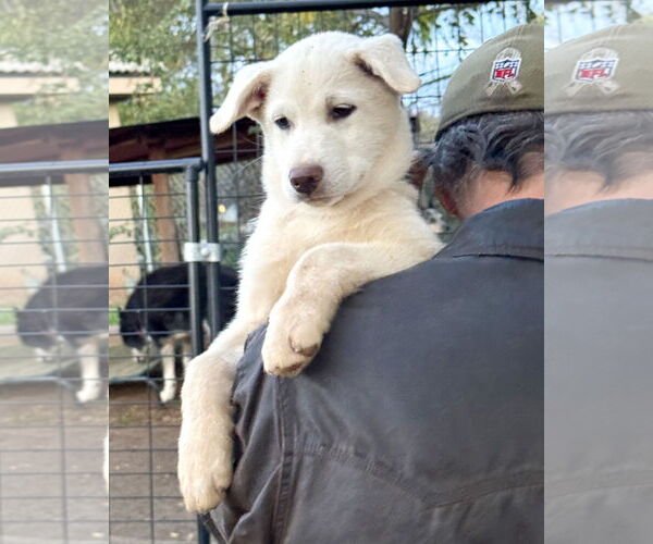 Medium Photo #3 Gerberian Shepsky Puppy For Sale in Corona, CA, USA