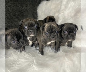 French Bulldog Puppy for sale in BOSTON, MA, USA